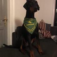 Dobermann DF Zeus