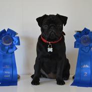 Mops Jeaken's Black Eya