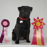 Mops Jeaken's Black Eya