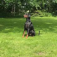 Dobermann DF Zeus