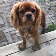 Cavalier king charles spaniel Jensen (Canidan's Inferno of Dante)