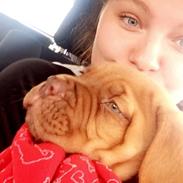 Dogue de bordeaux Jax<3