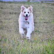 Border collie Zecara's Funky Diva