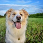 Border collie Zecara's Funky Diva