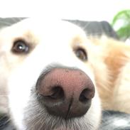 Border collie Zecara's Funky Diva