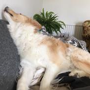 Border collie Zecara's Funky Diva