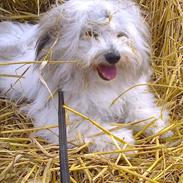 Coton de tulear King