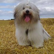 Coton de tulear King