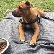 Staffordshire bull terrier Agger (Milo)