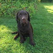 Labrador retriever Musse Skjold  Hansen 