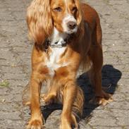 Field Trial Cockerspaniel Prinsessen