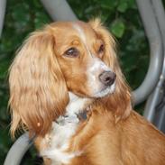 Field Trial Cockerspaniel Prinsessen