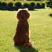 Field Trial Cockerspaniel Prinsessen