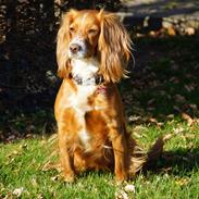 Field Trial Cockerspaniel Prinsessen