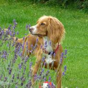 Field Trial Cockerspaniel Prinsessen