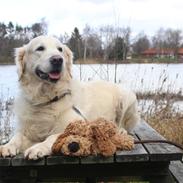Golden retriever Charlie (Golden Music...)