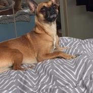 Blanding af racer Loui