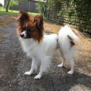 Papillon Charlie