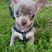 Chihuahua Woody