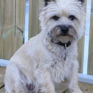 Cairn terrier Bella