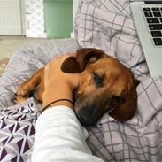Dværggravhund Chap (Adonis)