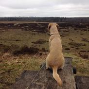 Labrador retriever WALTHER