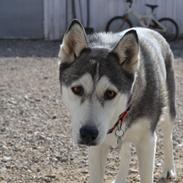 Siberian husky Nala