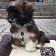 Lhasa apso Kiwi