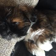 Lhasa apso Kiwi