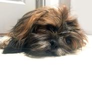 Lhasa apso Kiwi