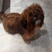 Lhasa apso Kiwi