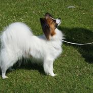 Papillon Nellie