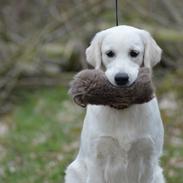 Golden retriever Rudebecks I Have a Dream/One Day 