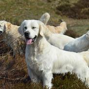 Golden retriever Rudebecks I Have a Dream/One Day 