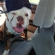 Olde english bulldogge Bull Tropic Bulldogs Mrs. Bernstein *Lilo*