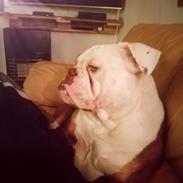 Olde english bulldogge Bull Tropic Bulldogs Mrs. Bernstein *Lilo*