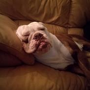 Olde english bulldogge Bull Tropic Bulldogs Mrs. Bernstein *Lilo*