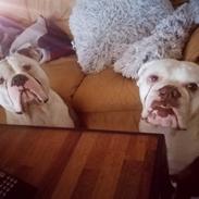 Olde english bulldogge Bull Tropic Bulldogs Mrs. Bernstein *Lilo*
