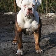 Olde english bulldogge Bull Tropic Bulldogs Mrs. Bernstein *Lilo*