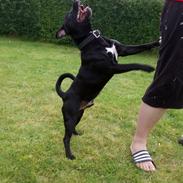 Staffordshire bull terrier Zigo "Ninja Staff"