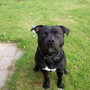 Staffordshire bull terrier Zigo "Ninja Staff"