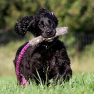 Field Trial Cockerspaniel Aske