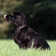 Field Trial Cockerspaniel Aske