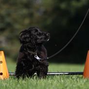 Field Trial Cockerspaniel Aske