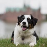 Australian shepherd DeeNovo Sometimes It Snows In April "Saga"