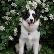 Australian shepherd DeeNovo Sometimes It Snows In April "Saga"