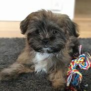 Shih tzu Alfred