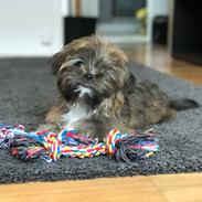 Shih tzu Alfred