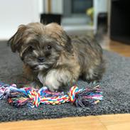 Shih tzu Alfred