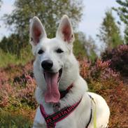 Hvid Schweizisk Hyrdehund Gnocchi